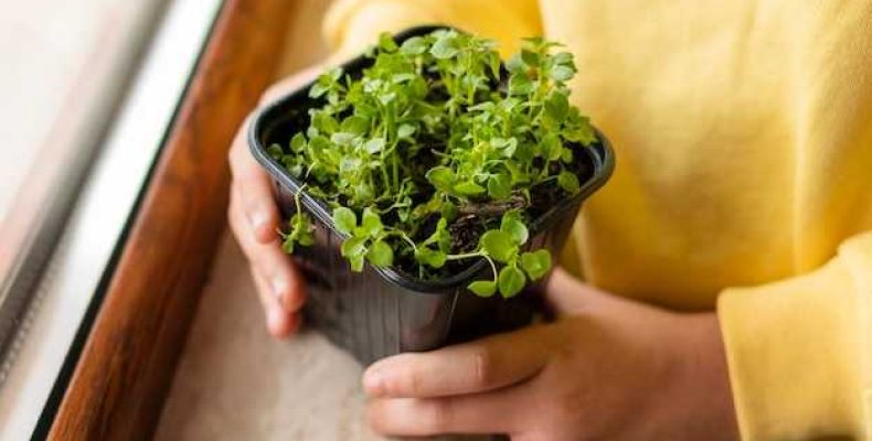 Как посадить салат на подоконнике
