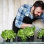 Как вырастить салат на подоконнике