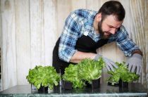 Как вырастить салат на подоконнике
