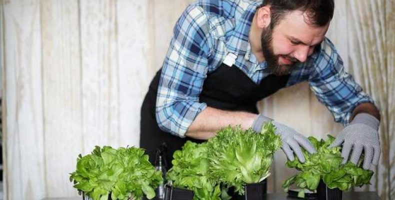 Как вырастить салат на подоконнике
