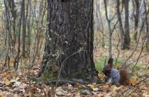 Как задобрить духов леса — суеверия о леших и правила поведения в лесу