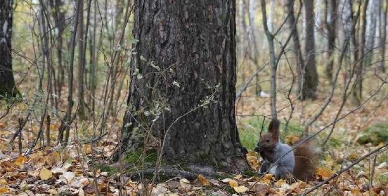 Как задобрить духов леса — суеверия о леших и правила поведения в лесу