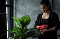 Как защитить комнатные цветы от порчи и вернуть им здоровье — лучшие методы лечения