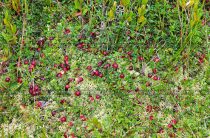 Амулет Клюквино поле: древняя сила или маркетинговый ход?