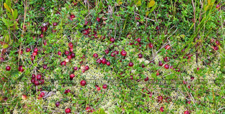 Амулет Клюквино поле: древняя сила или маркетинговый ход?