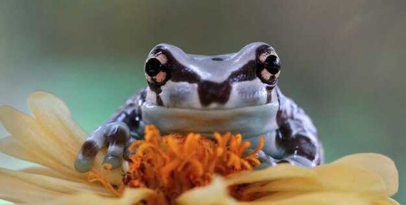 Копилка жаба — Как денежная лягушка привлечет богатство? Правила и советы