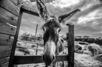 Козел из Мэриленда — Легенды о кровожадном монстре и мифах о человеке-козле