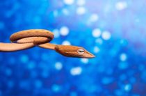 Кто сильнее — змей или петух? Мужчина-змей против женщины-петуха