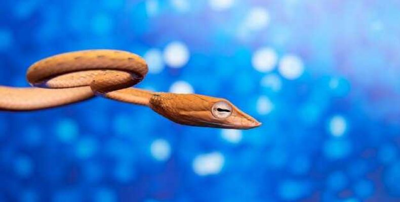 Кто сильнее — змей или петух? Мужчина-змей против женщины-петуха