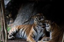 Лев или тигр — кто опаснее, быстрее и сильнее? Сравнение хищников