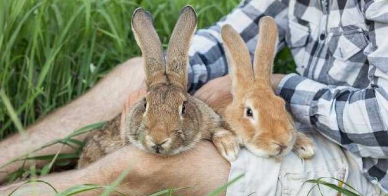 Лев-Кролик — Характеристика мужчины Льва, рожденного в год Кролика