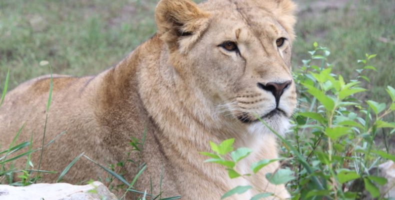 Имя Лев: тайна происхождения и скрытые значения национальности