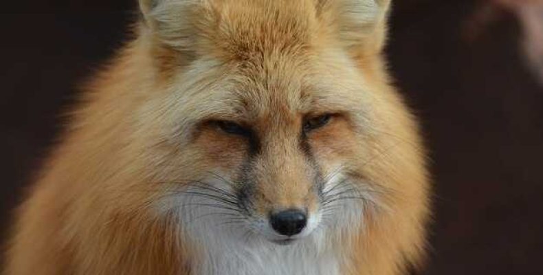 Лиса как тотем — символика, качества и значение зверя Макоши