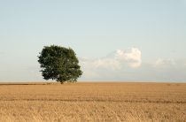 Оберег поле: древний щит, который работает до сих пор