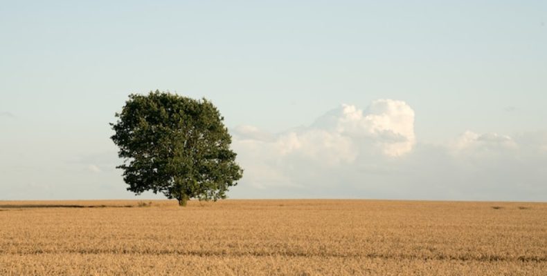 Оберег поле: древний щит, который работает до сих пор