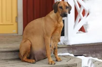 Сенсация: сколько на самом деле длится беременность у собак крупных пород? Цифры шокируют!