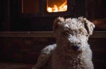 Молитва на черном коте, серой собаке и красном петухе — как привлечь удачу и защиту