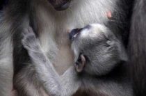 Может ли животное родить человека? Узнайте, что произойдет, если это случится