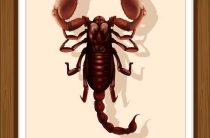 Мужчина Скорпион, Рожденный в Год Кабана — Характеристика и Совместимость