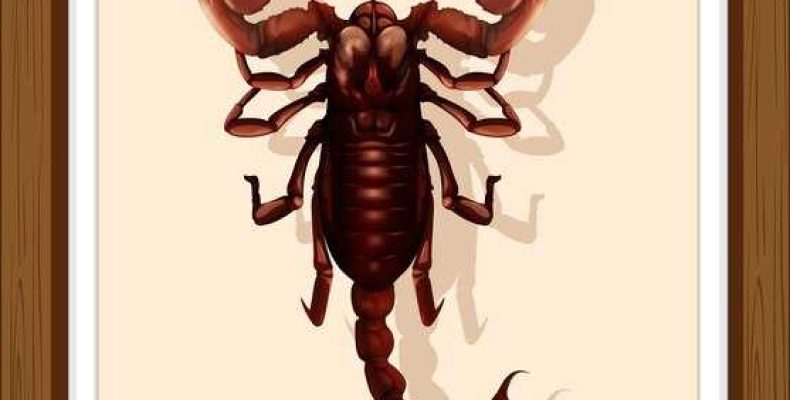 Мужчина Скорпион, Рожденный в Год Кабана — Характеристика и Совместимость