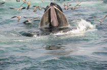 Олицетворение китов для моряков — значение животных в мифах и легендах