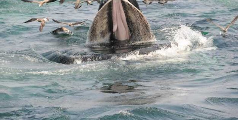 Олицетворение китов для моряков — значение животных в мифах и легендах