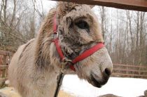 Описание чалой масти — характеристики и особенности чалой лошади