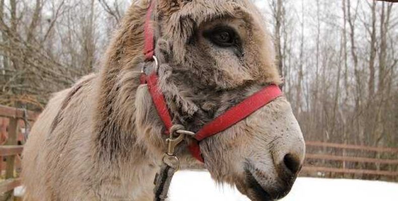 Описание чалой масти — характеристики и особенности чалой лошади