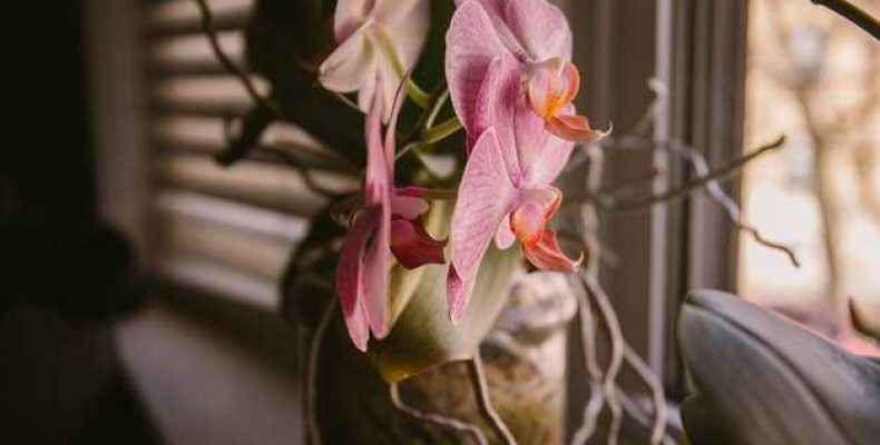 Орхидеи в квартире по Фен Шуй — значение, советы по расстановке и уходу