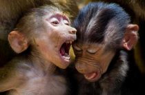 Парен обезьяна в восточном гороскопе — особенности и характеристики мужчин