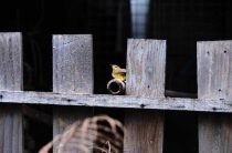 Почему падает икона в доме — приметы и их значение