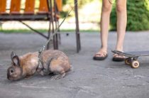 Православные молитвы от мышей и крыс — как защититься при нападении диких животных