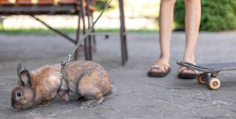 Православные молитвы от мышей и крыс — как защититься при нападении диких животных