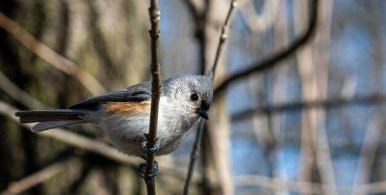 Приметы о синице — что означает, если синица залетела в дом?