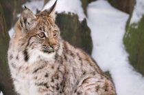 Приснился рыс — подробное толкование, к чему снится рыс и его значение