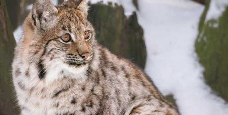 Приснился рыс — подробное толкование, к чему снится рыс и его значение