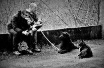 Проводники душ — Как собаки становятся проводниками в загробный мир перед смертью