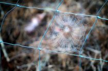 Расшифровка карты Ендора — Гадание на будущее по паутине паука