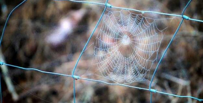 Расшифровка карты Ендора — Гадание на будущее по паутине паука