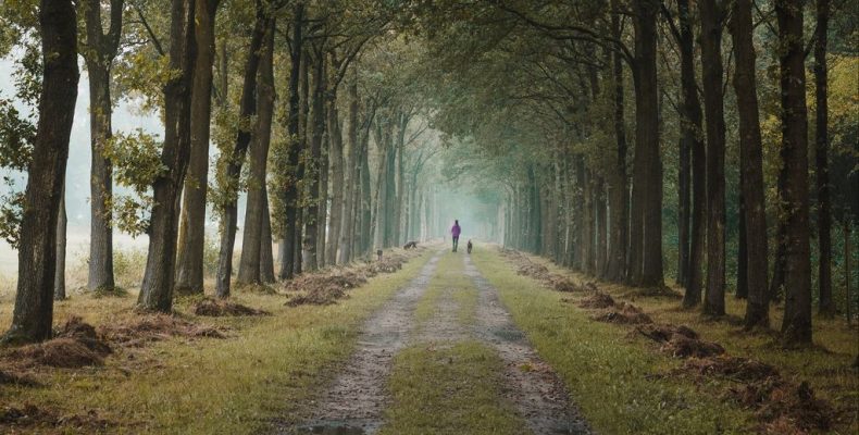 Олесь: мужское имя и его происхождение — тайна, которую скрывают леса и древние воины