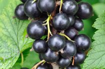 Сорт талисман: почему дачники готовы за ним охотиться и в чем его магическая сила