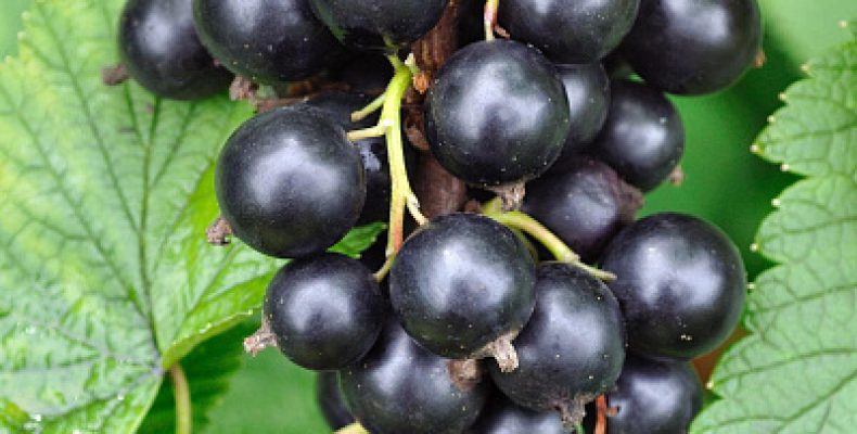 Сорт талисман: почему дачники готовы за ним охотиться и в чем его магическая сила