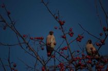 Рябиновые ночи — Что такое воробьиные ночи и почитание берикапки воробиного