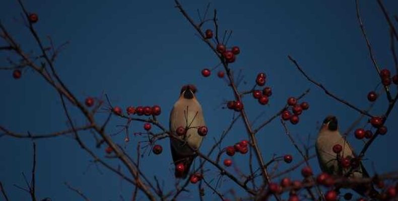 Рябиновые ночи — Что такое воробьиные ночи и почитание берикапки воробиного