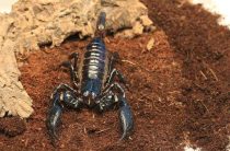 Скорпион — Насекомое или Животное? Узнайте, к какому роду он относится