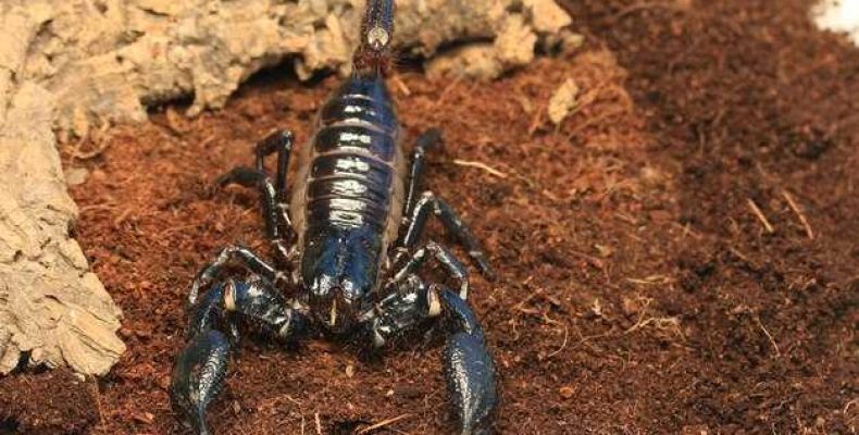 Скорпион — Насекомое или Животное? Узнайте, к какому роду он относится