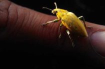 Снятие порчи — как распознать и избавиться от негативного влияния огромных червяков