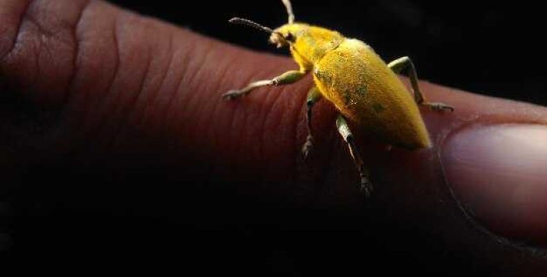 Снятие порчи — как распознать и избавиться от негативного влияния огромных червяков