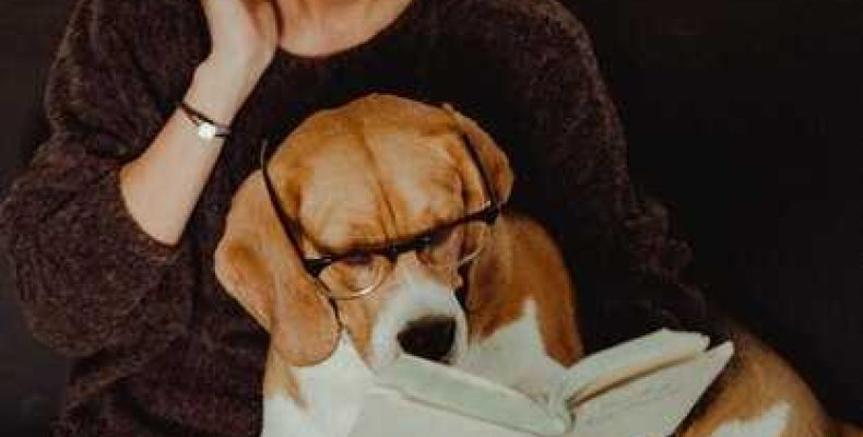 Собака — описание, характеристики и совместимость со знаками зодиака