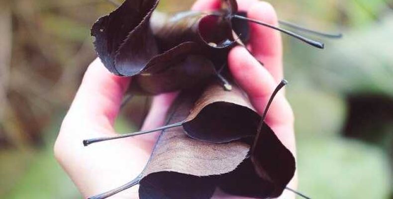 Сонник — что означает сон о богомоле? Толкование и значение